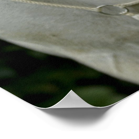 Poster Cheval blanc et fille (Coin)