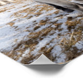 Poster Cheval Blanc Islandais, Islande (Coin)