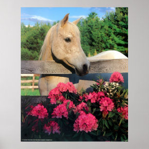 Poster Cheval blanc Morgan Arabian Mare sauvage avec fleu