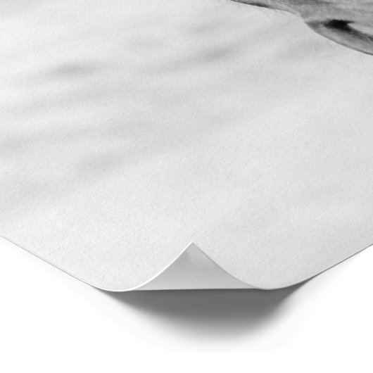 Poster Cheval blanc noir (Coin)