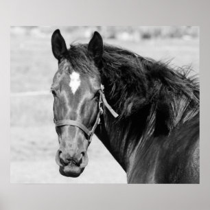 Poster Cheval blanc noir