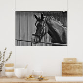 Poster Cheval blanc noir - Art de la photographie animale (Cuisine)