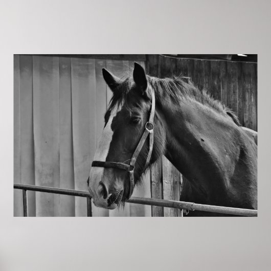 Poster Cheval blanc noir - Art de la photographie animale (Devant)