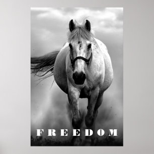 Poster Cheval Blanc Noir Motivation Liberté