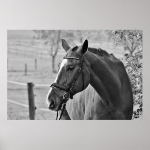 Poster Cheval Blanc Noir - Oeuvre De Photographie Animale