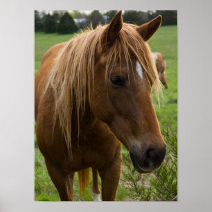 Poster Cheval Bonjour