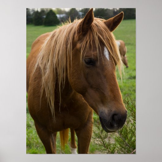Poster Cheval Bonjour (Devant)