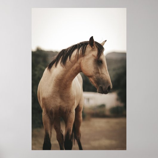 POSTER CHEVAL BROWN (Devant)