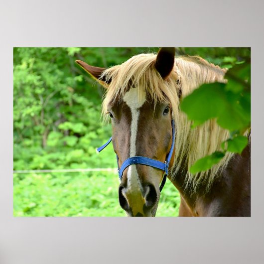 Poster Cheval Brown Belge Brouillon Photo (Devant)