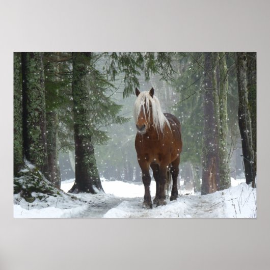 Poster Cheval Brown dans une forêt d'hiver avec chute de (Devant)