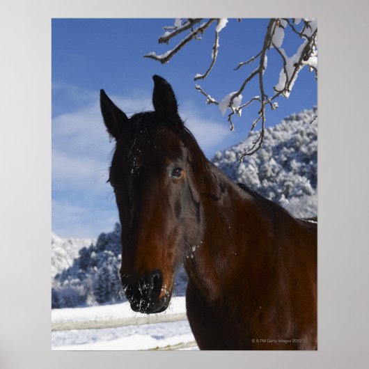 Poster Cheval Brown en hiver (Devant)