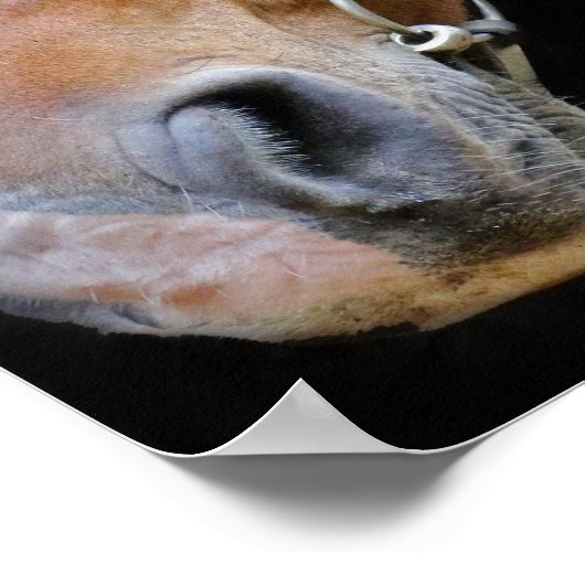 Poster cheval Brown et blanc (Coin)