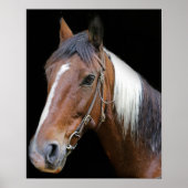 Poster cheval Brown et blanc (Devant)