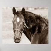 Poster Cheval Brown Sepia (Devant)
