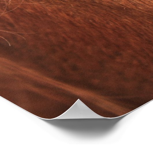 Poster Cheval caché (Coin)