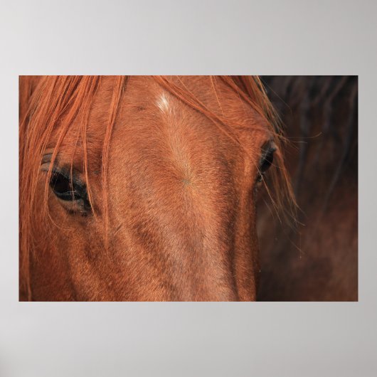 Poster Cheval caché (Devant)