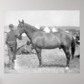 Poster Cheval "Comanche" le seul Survivant du Custer (Devant)