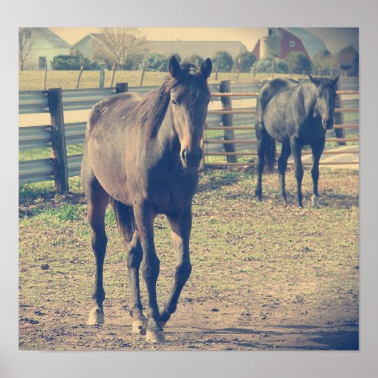 Poster Cheval convivial, Cheval timide (Devant)