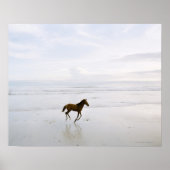 Poster Cheval courant sur la plage (Devant)