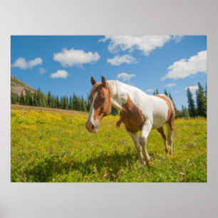 Poster Cheval curieux dans une prairie alpine en été