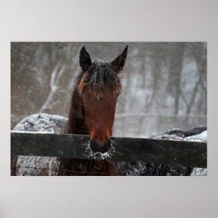 Poster Cheval dans la neige