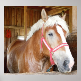 Poster Cheval dans l'étal 1