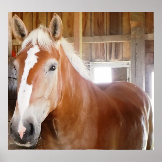 Poster Cheval dans l'étal 2 (Devant)