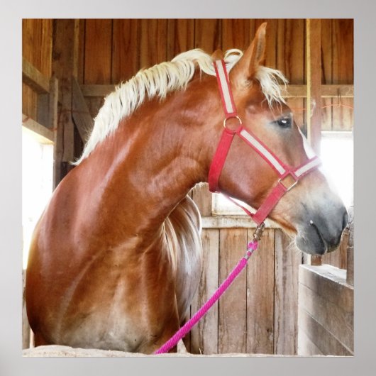 Poster Cheval dans l'étal 3 (Devant)