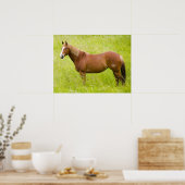 Poster Cheval dans un champ printanier (Cuisine)