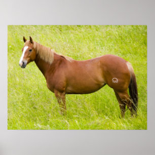 Poster Cheval dans un champ printanier