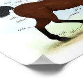 Poster Cheval De Baie Avec Lame Éducative Anatomique (Coin)