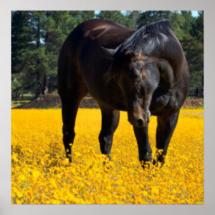 Poster Cheval de baie dans un champ de fleurs jaunes