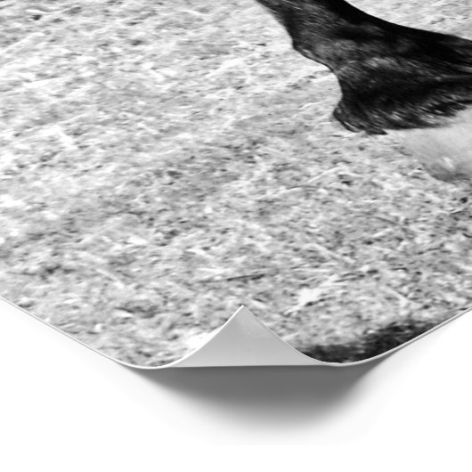 Poster Cheval de beauté noire (Coin)