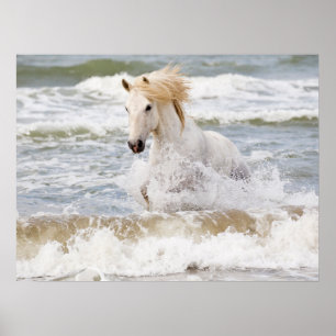 Poster Cheval de Camargue dans le ressac