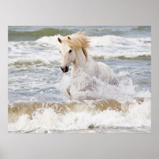 Poster Cheval de Camargue dans le ressac (Devant)