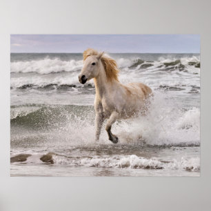 Poster Cheval de Camargue sortant des vagues