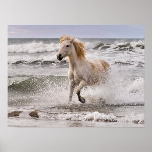 Poster Cheval de Camargue sortant des vagues (Devant)