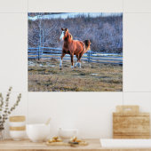 Poster Cheval de châtaignes en marche sur une colline pho (Cuisine)