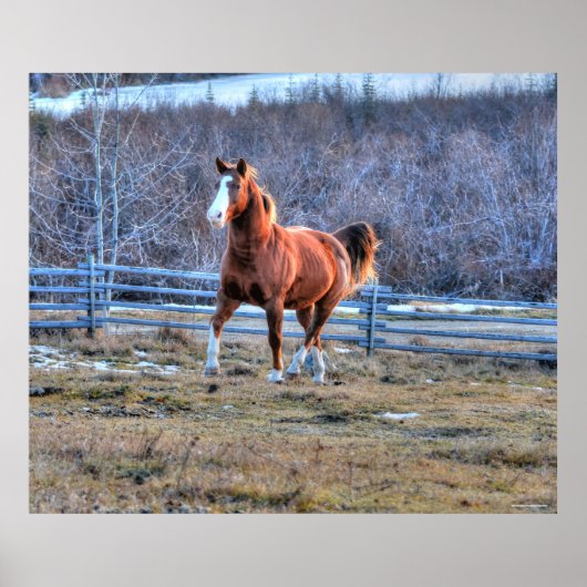 Poster Cheval de châtaignes en marche sur une colline pho (Devant)