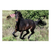 Poster Cheval de châtaignier à galop (Devant)