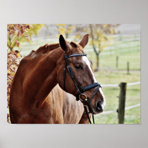 Poster Cheval de châtaignier, avec Bridle dans Pâturage c