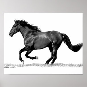 Poster Cheval de course noir et blanc