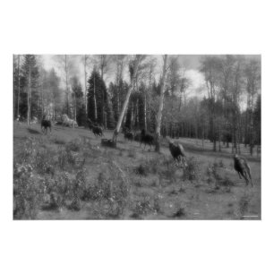 Poster Cheval de course, Pâturage équin B&W Photo