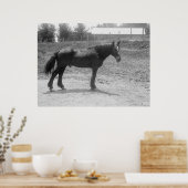 Poster Cheval de guerre à la retraite vers 1916 (Cuisine)