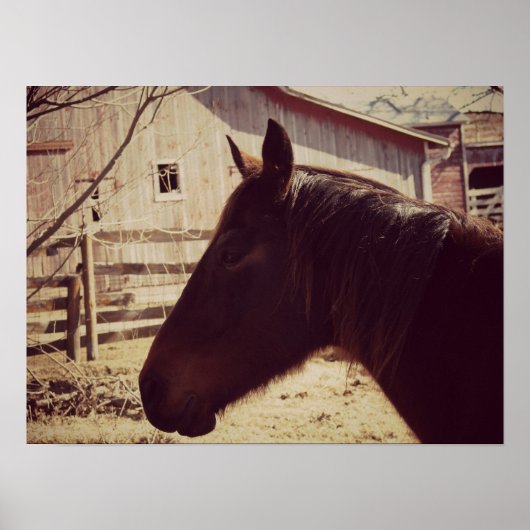 Poster Cheval de la baie (Devant)