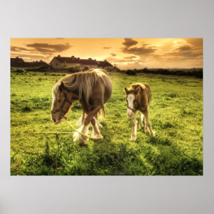 Poster Cheval de la mère et du poulain