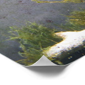 Poster Cheval de mer (Coin)