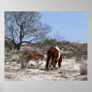 Poster Cheval de mère et de bébé à Assateague