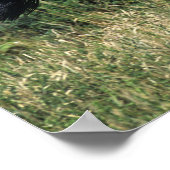 Poster Cheval de race Thoroughbred coule dans l'herbe (Coin)