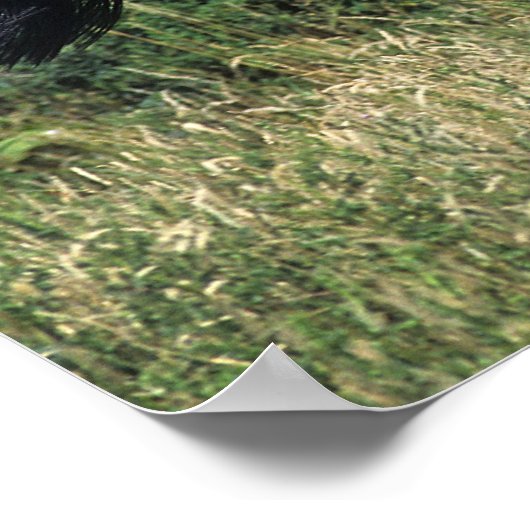 Poster Cheval de race Thoroughbred coule dans l'herbe (Coin)